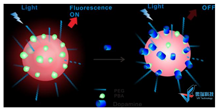 脑部神经递质共轭高分子荧光探针识别