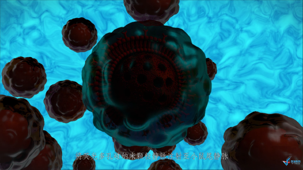 生物医药类动画之——小鼠体内荧光成像